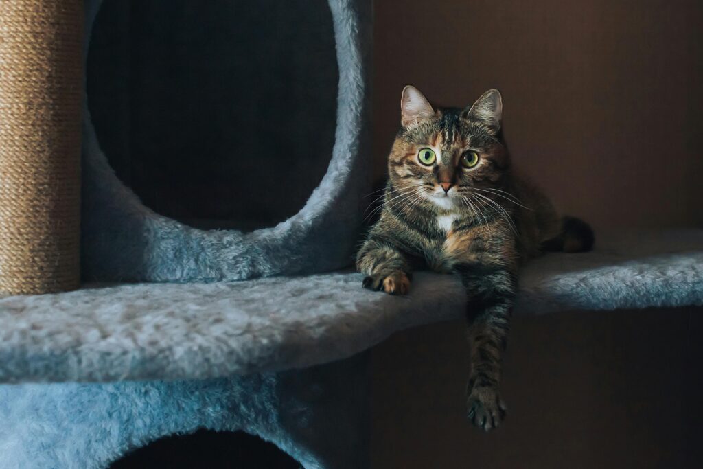 Arbre à chat avec plateformes et poteaux en sisal